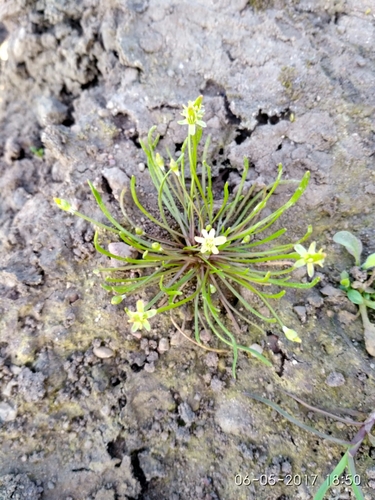 Myosurus minimus — flower photograph
