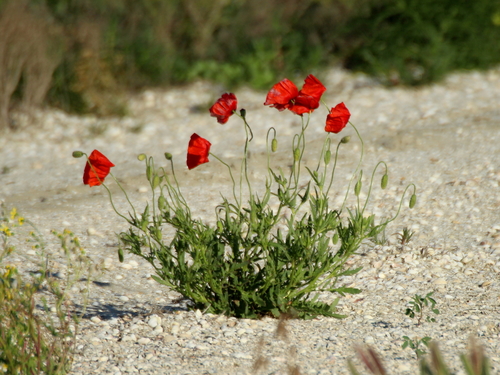 Papaver rhoeas — flower photograph