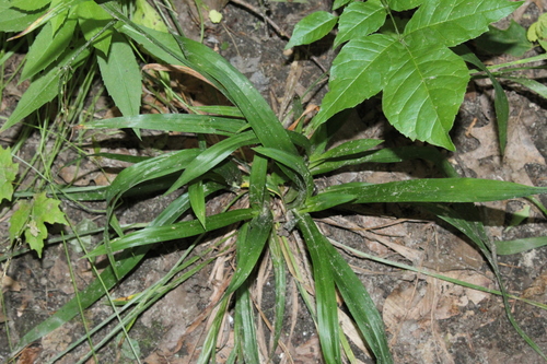 Carex laxiflora photograph