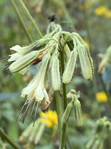 Nabalus serpentaria — whole photograph