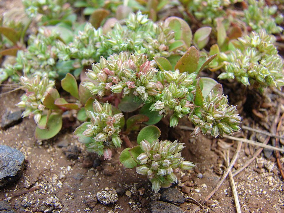 Polycarpon tetraphyllum — flower photograph