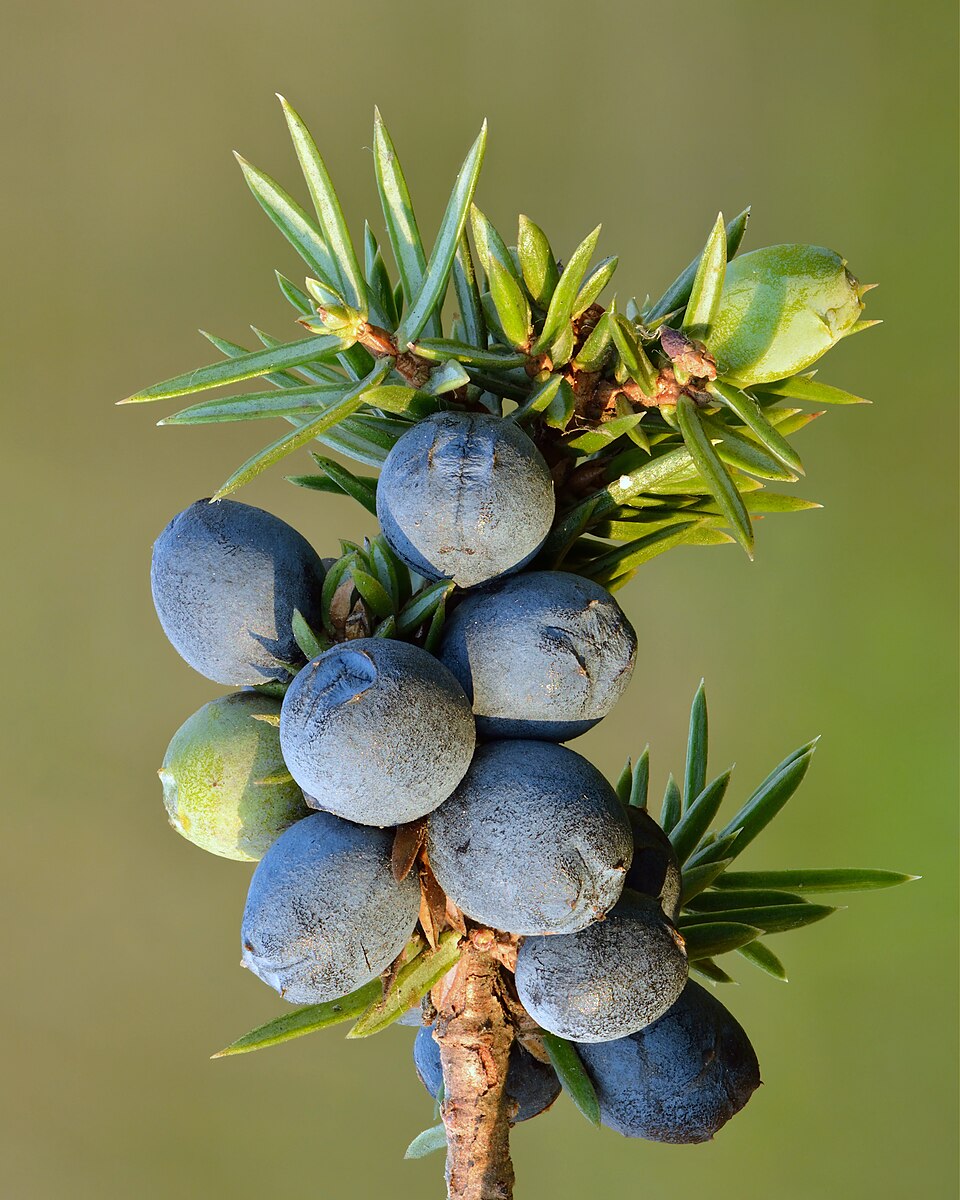 Juniperus communis — cone photograph