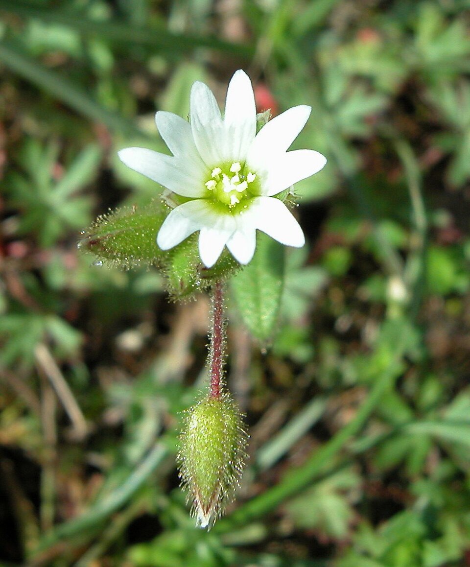 Cerastium pumilum — bloom photograph