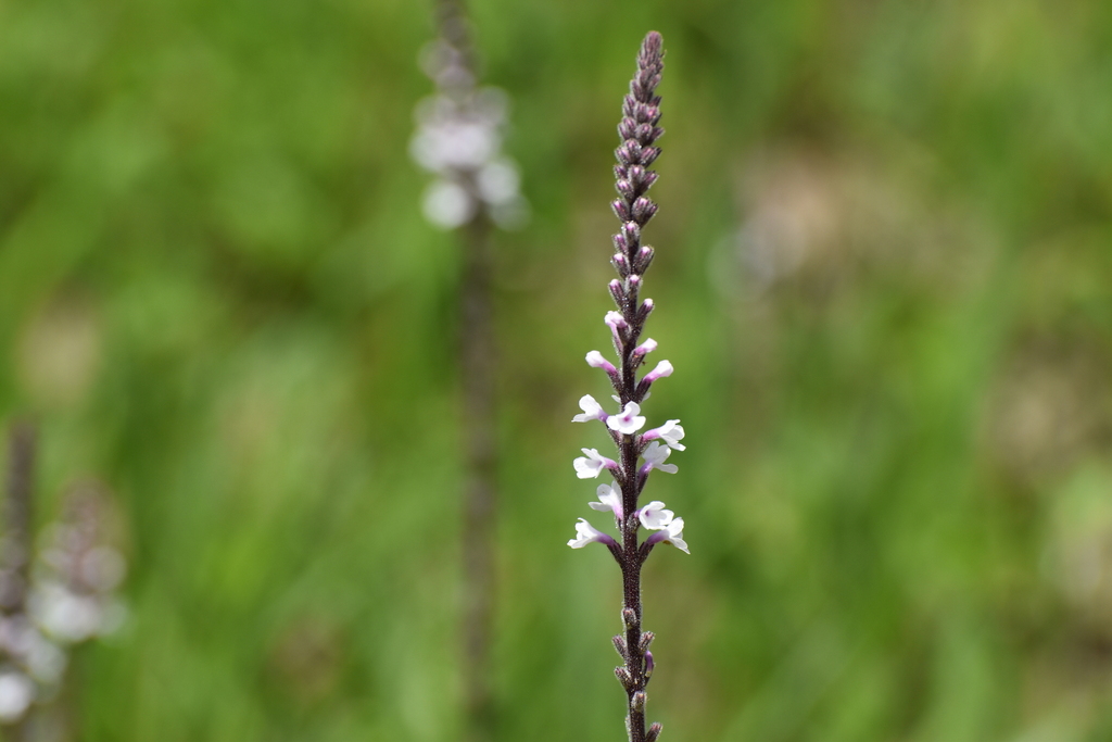 Verbena carnea — bloom photograph
