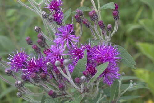Vernonia missurica — flower photograph