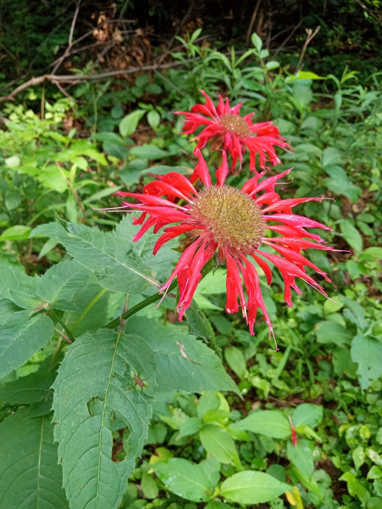 Monarda didyma — bloom photograph