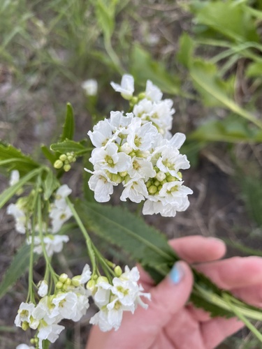 Armoracia rusticana — flower photograph