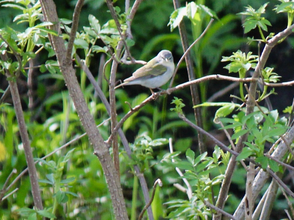Male Tennessee Warbler, whole bird