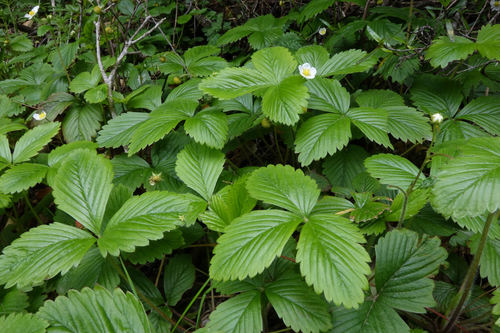 Fragaria vesca — flower photograph