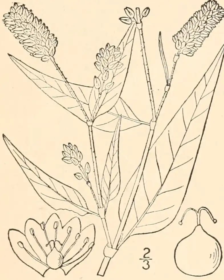 Old drawing of Persicaria omissa
