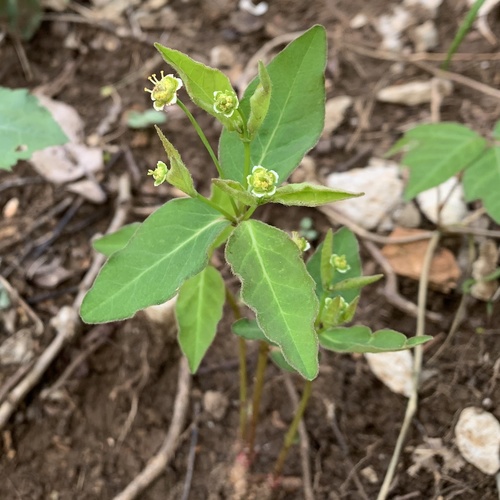 Euphorbia mercurialina photograph