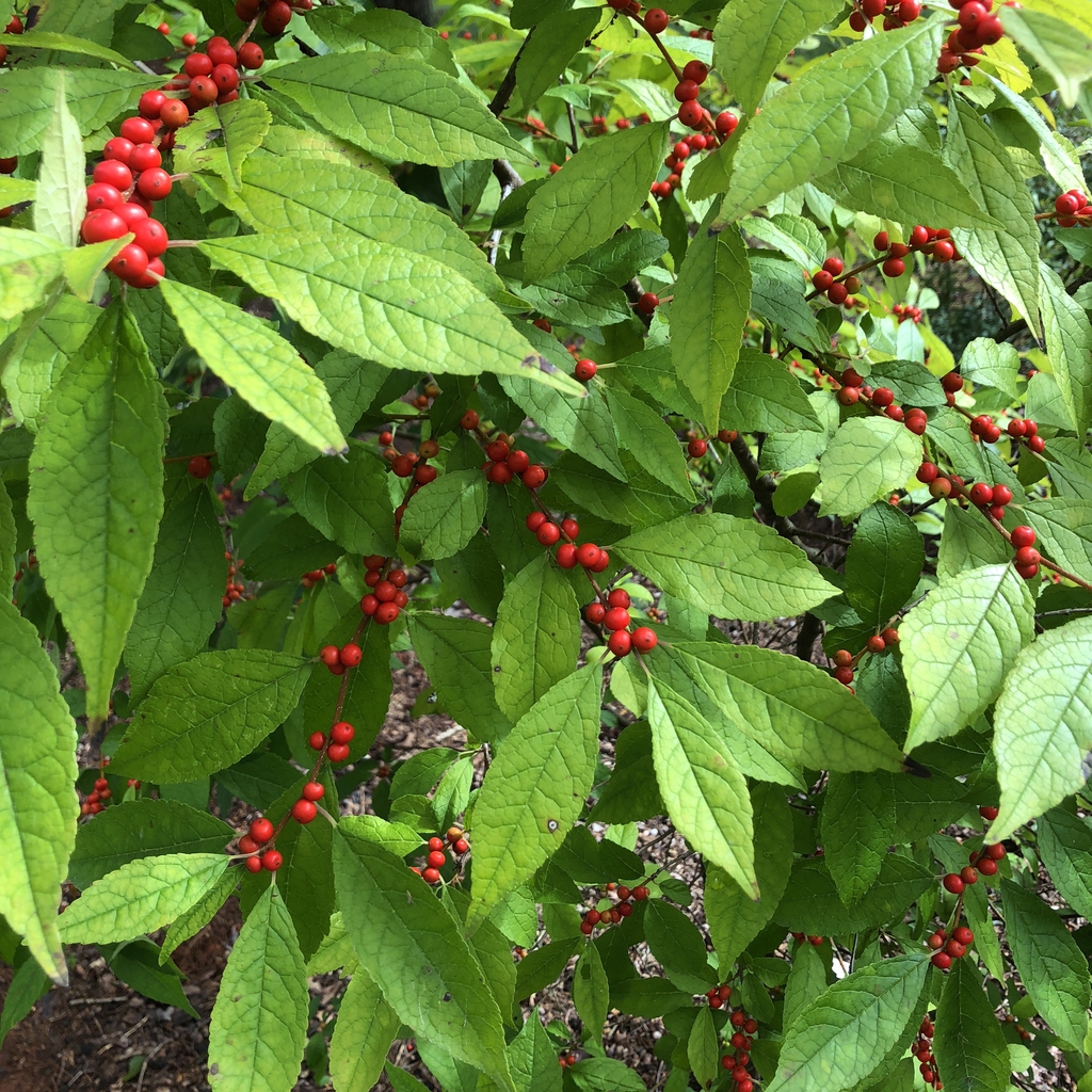Ilex verticillata — fruit photograph