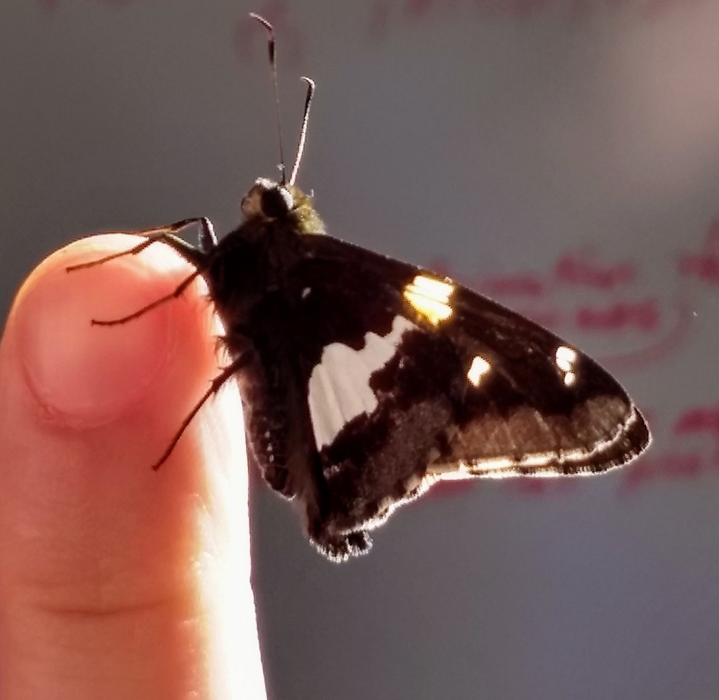 Silver-spotted Skipper