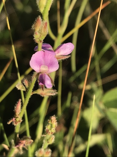 Galactia mollis photograph