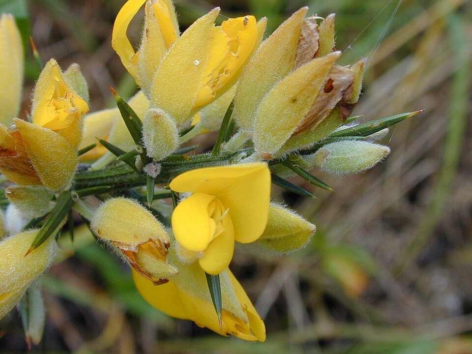 Ulex europaeus — flower photograph