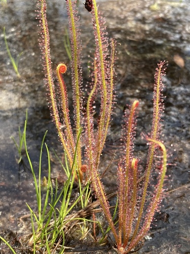 Drosera filiformis — whole plant photograph