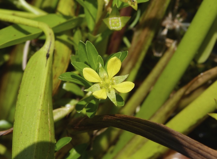 Ludwigia brevipes — bloom photograph