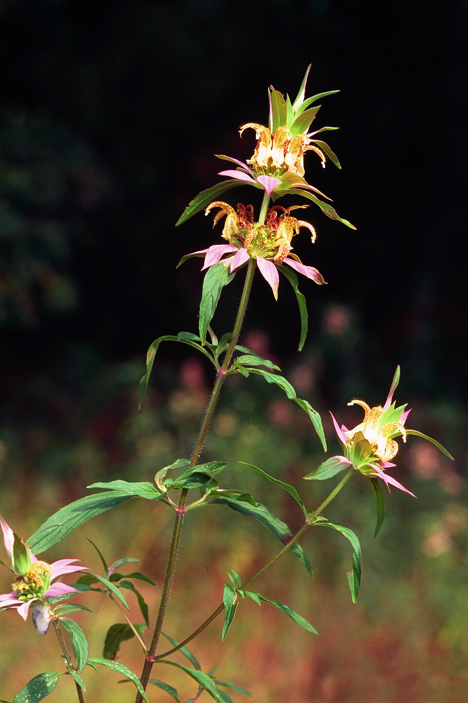 Monarda punctata — bloom photograph