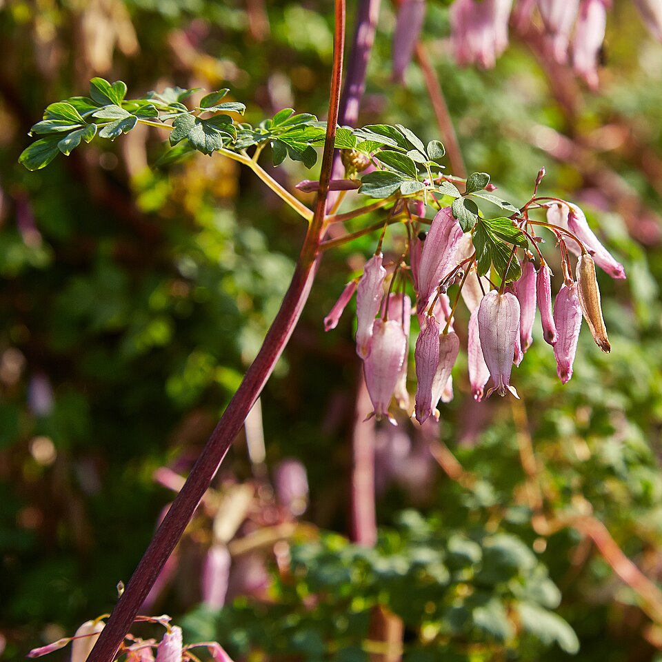 Adlumia fungosa — bloom photograph