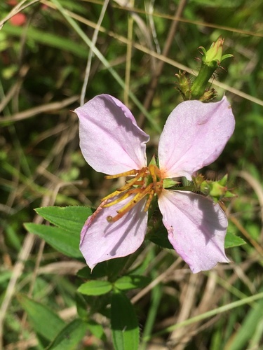 Rhexia mariana — flower photograph