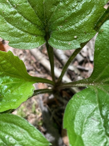 Erigeron annuus — leaf photograph