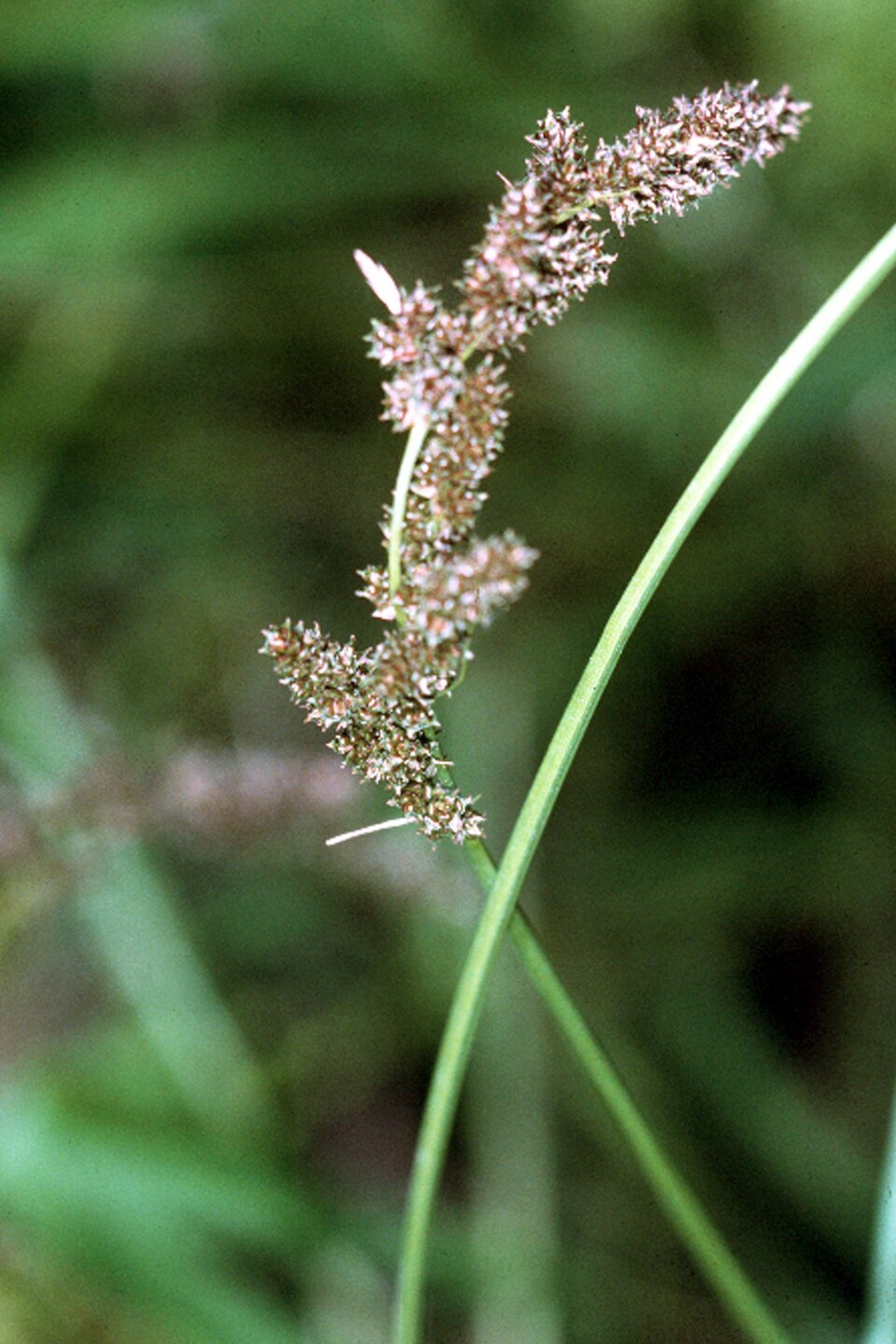 Carex decomposita — bloom photograph