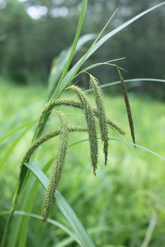 Carex gynandra photograph