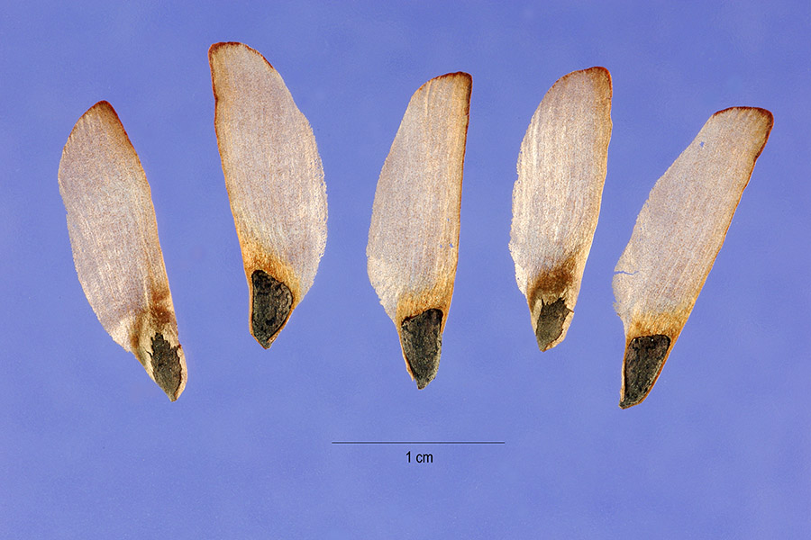 Pinus clausa — seed photograph