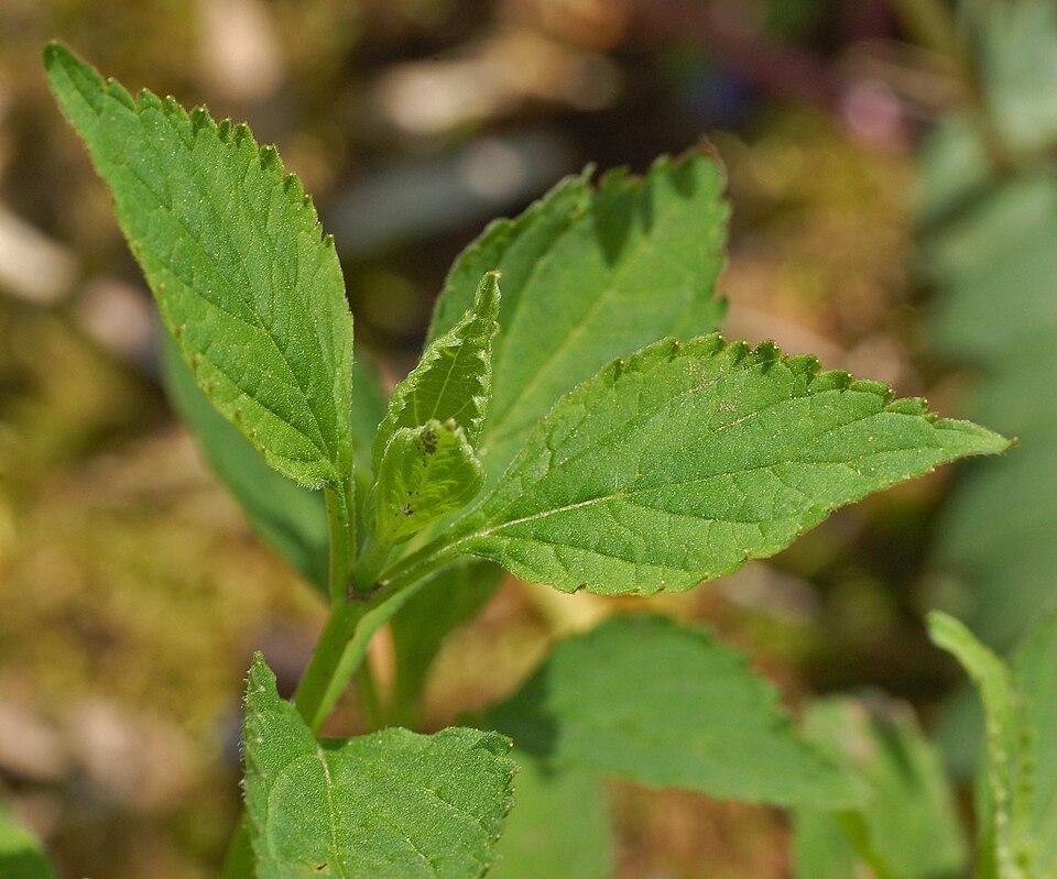 Scutellaria serrata — foliage photograph