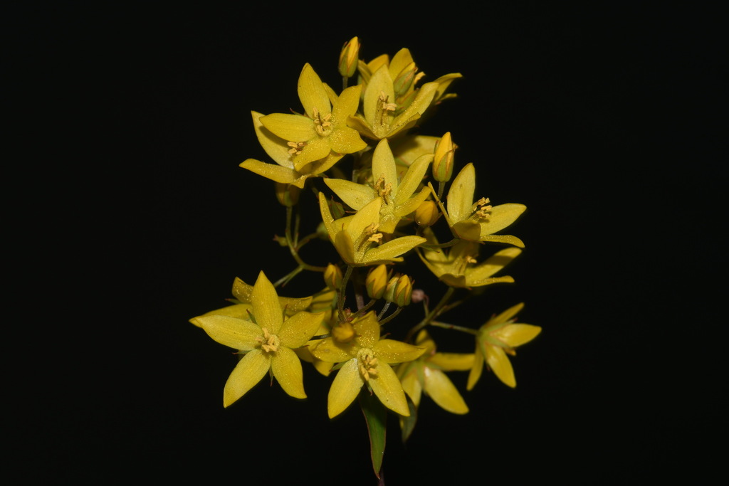 Lysimachia fraseri — bloom photograph
