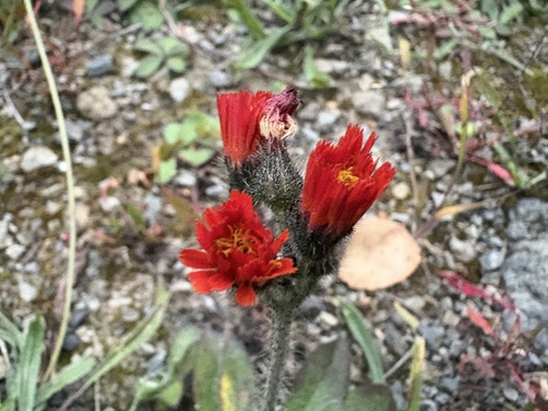 Pilosella aurantiaca — flower photograph