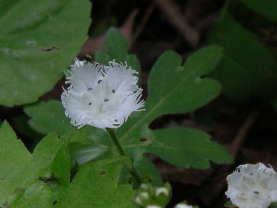 Phacelia fimbriata — bloom photograph