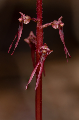 Neottia bifolia — flower photograph