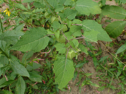 Physalis grisea photograph