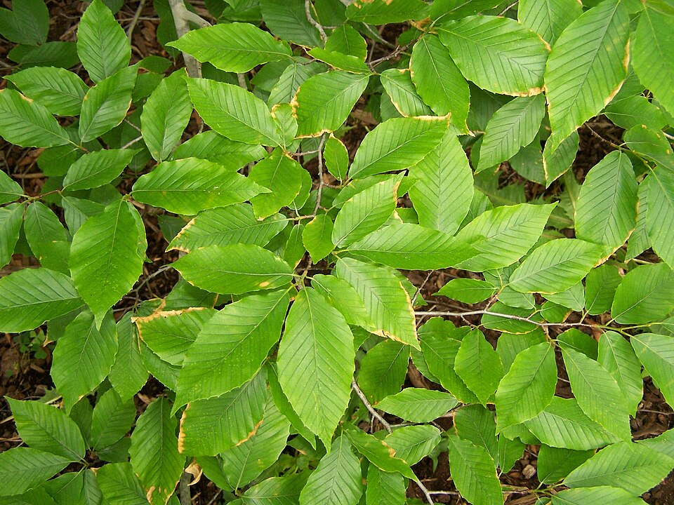 Fagus grandifolia — foliage photograph