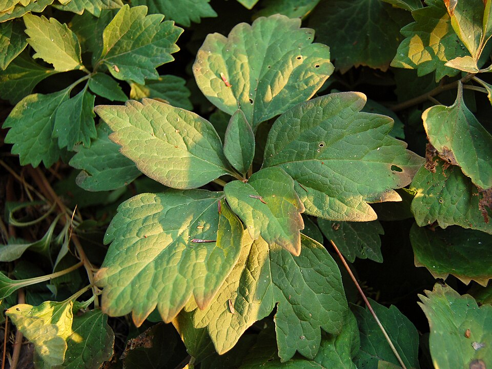 Pachysandra procumbens — leaf photograph