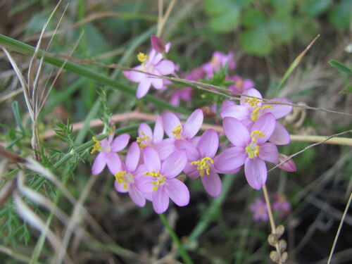 Centaurium erythraea — flower photograph