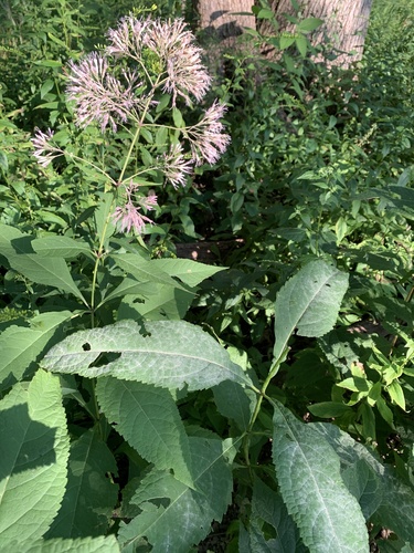 Eutrochium purpureum var. purpureum — bloom photograph