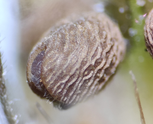 Geranium molle — whole photograph