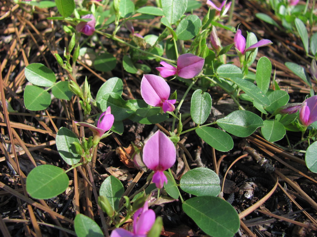 Galactia minor — bloom photograph