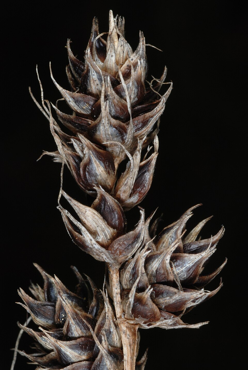 Carex gravida — fruit photograph