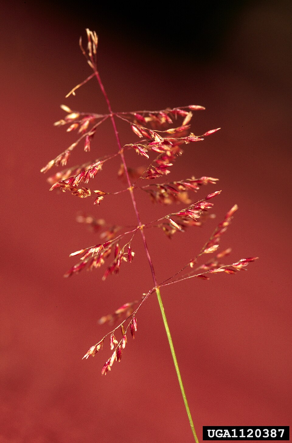 Sporobolus junceus — flower photograph