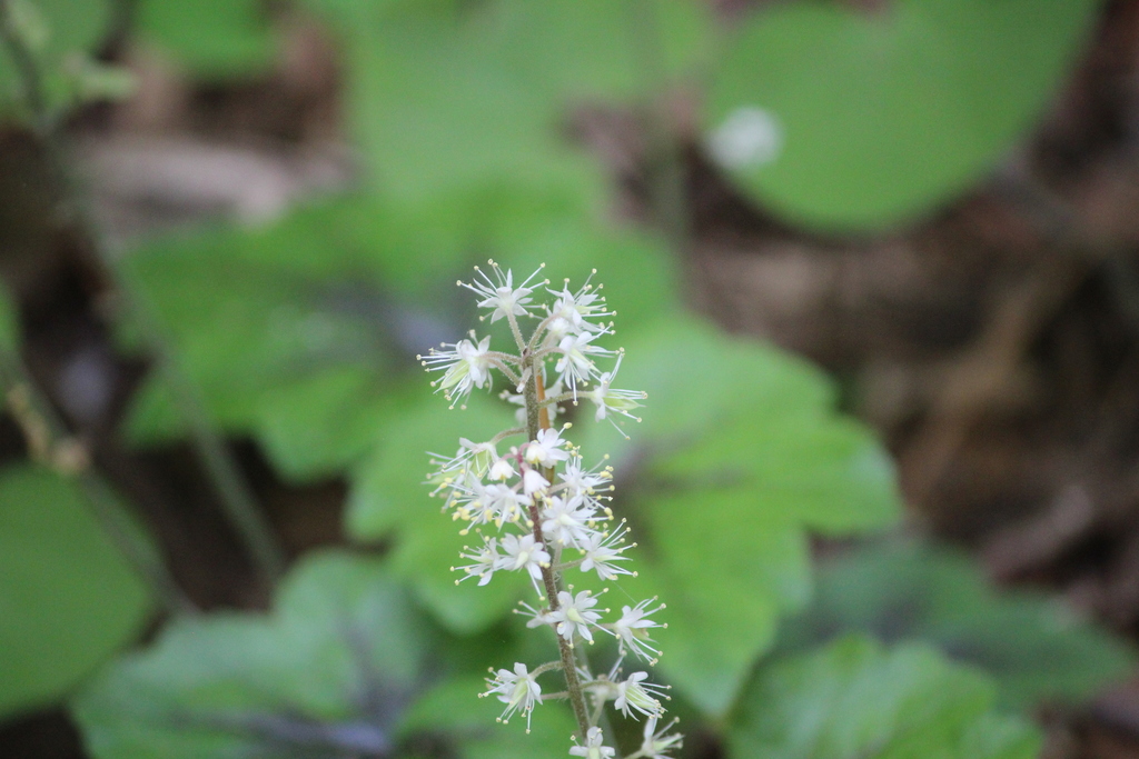 Tiarella cordifolia — bloom photograph
