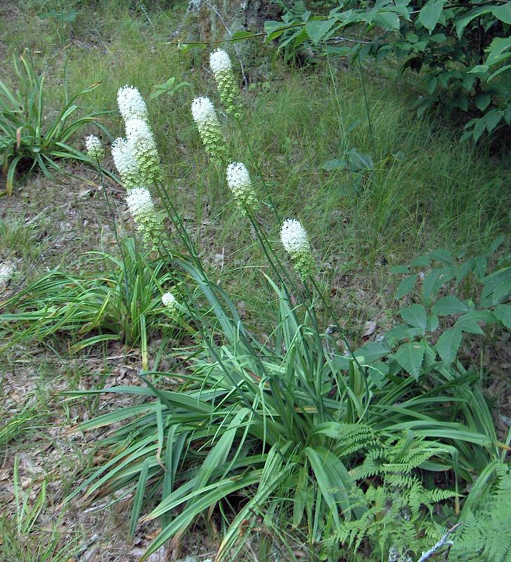 Amianthium muscitoxicum — whole photograph