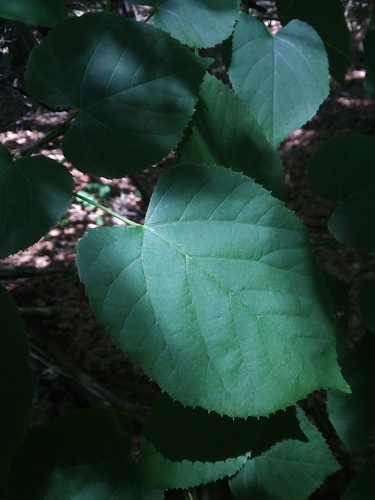 Tilia americana var. caroliniana photograph