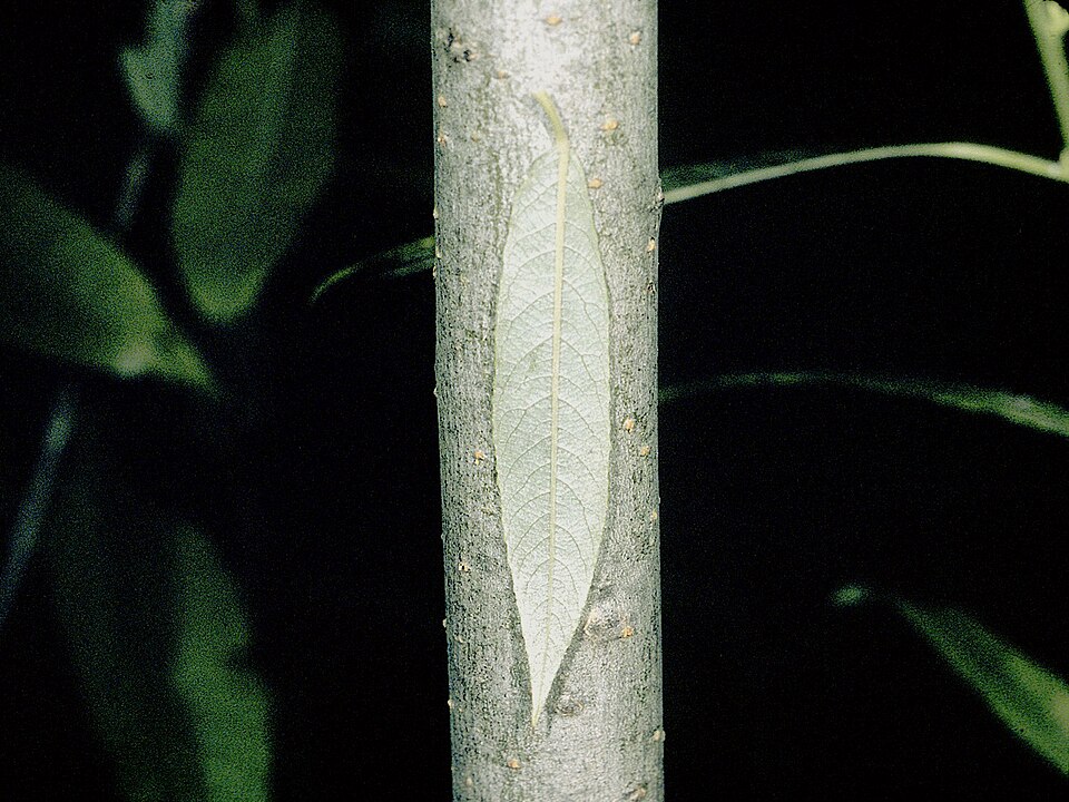 Salix sericea — leaf photograph