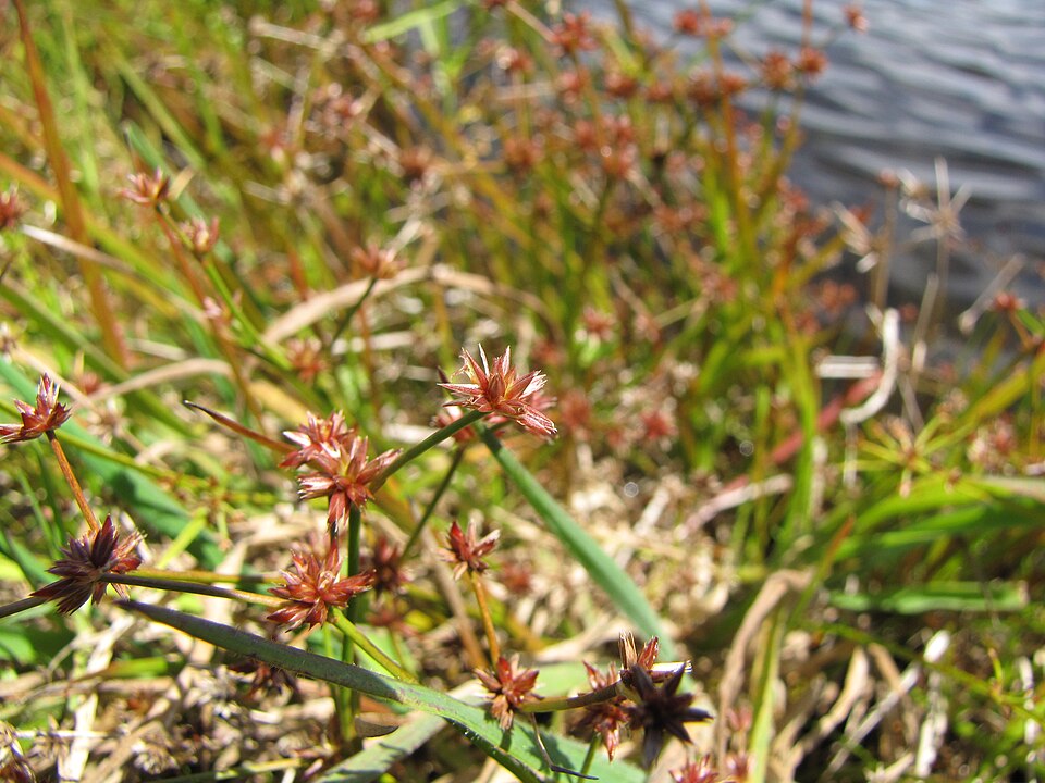 Juncus acuminatus — fruit photograph