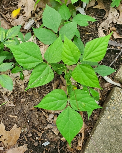 Hylodesmum pauciflorum photograph
