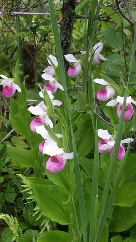 Cypripedium reginae — flower photograph