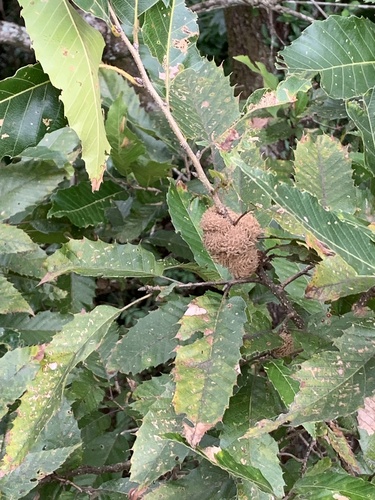 Quercus acutissima — foliage photograph